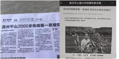 广东高州2700颗南蕉一夜被砍伐损失惨重 立案6年凶手扔逍遥法外